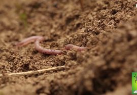 உழவு இல்லையேல்; உலகு இல்லை! – உழவை மீட்போம்! உலகைக் காப்போம்! #நமதுசின்னம்_விவசாயி #NTK4TamilNadu
