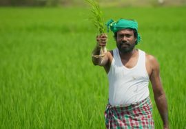 நமது சின்னம் விவசாயி! – ஊருக்கே சோறு போடும் விவசாயிக்கு தான் நம்ம வாக்கு! | நாம் தமிழர் கட்சி