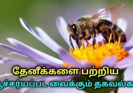 தேனீக்கள் பற்றி நீங்கள் அறியாத தகவல்கள் | Interesting facts about Honey bee