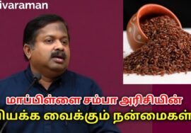 சர்க்கரை வியாதி குணமாகும், உடல் வலிமை பெறும் – மாப்பிளை சம்பா | Dr.Sivaraman Mappilai samba rice
