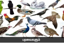 மிருகங்கள் அறிந்த அறிவை மனிதன் அறிந்தானா? | நாளும் பல நற்செய்திகள் செந்தமிழன் சீமான் | 17-11-2023