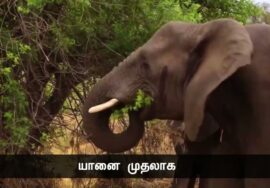 அழிந்தும் பிறந்தும் அலைமோதும் துரும்புதான் மனிதப்பிறவி – சிந்தனையாளர் மான்டேயி நாளும் பல