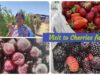 Vlog :Cherries farm visit in USA(Three Nuns Farm at San francisco)
