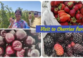 Vlog :Cherries farm visit in USA(Three Nuns Farm at San francisco)